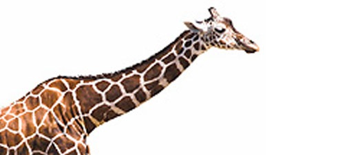 Giraffenhals